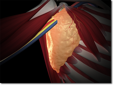 screen capture of the axillary anatomy model