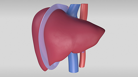 Living Donor Right Hepatectomy procedure